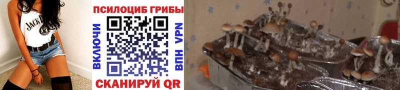 hydra зеркало  Ельня  Псилоцибиновые грибы Psilocybine cubensis 